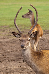 Naklejka na ściany i meble red deer framed by antlers