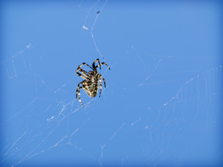 spider