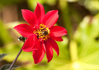 Bee on Red Dahlia