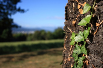 Le Lierre sur l'écorce