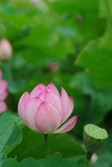 Fototapeta premium ハスの開花