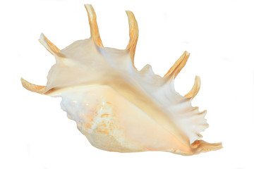 ocean cockleshell isolated