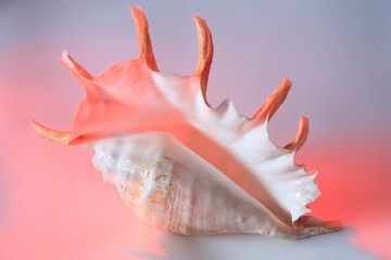 ocean cockleshell