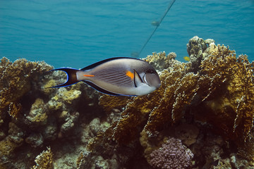 Fototapeta na wymiar sohal surgeonfish