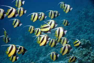 Fototapeta na wymiar bannerfish
