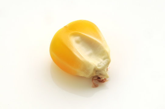 Chicco di mais