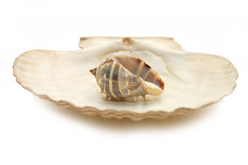 seashell isolated on white background