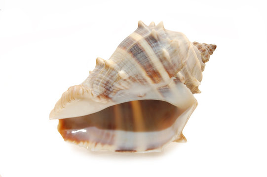 Sea cockleshell photographed in white background