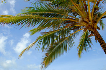 Fototapeta premium palme