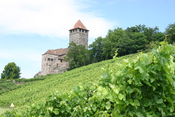 Fototapeta na wymiar Burg in den Weinbergen