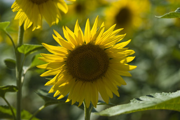 tournesol