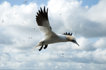 Gannet