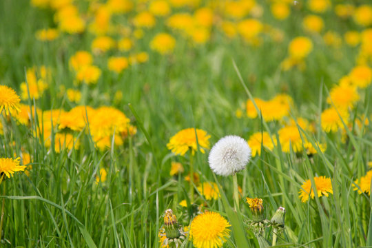 Pusteblume und L&ouml;ewenzahn auf der Wiese