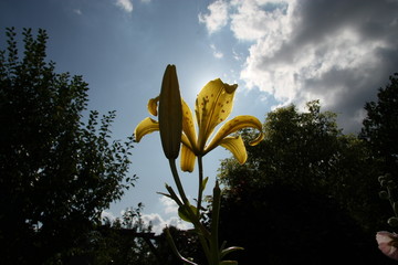 Lilie gegen Himmel © Problembaer