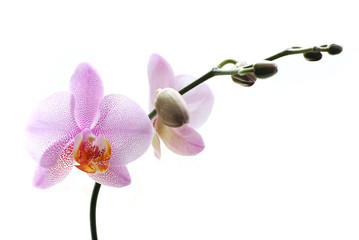 Naklejka na ściany i meble Pink spotted orchids isolated on white background