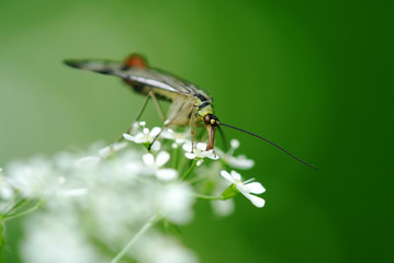 scorpionfly (Panorpa communis)