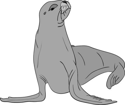 vector - sea-lion isolated on background