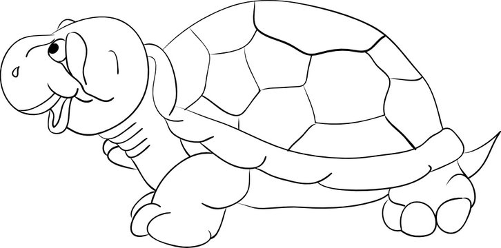 vector - turtle isolated on background