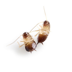 couple of dead cockroaches isolated on white background