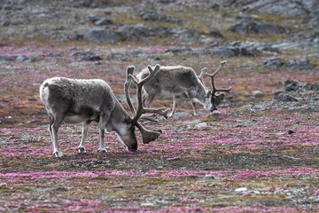 Reindeers eating flowers