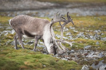 Reindeer in tundra