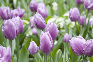 Purple Tulips in the Garden