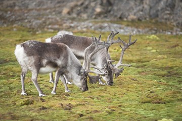 Reindeers in tundra