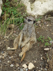Fototapeta premium suricate