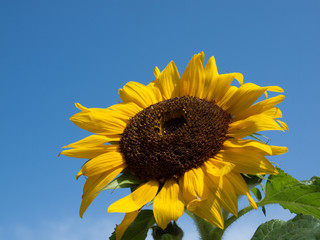 very nice sunflower