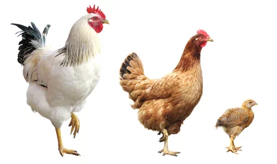 Fototapete Hähnchen Hahn, Henne und Huhn, isoliert, auf einem Bein stehend