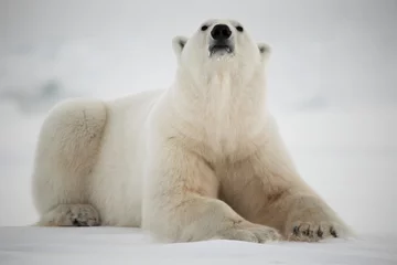 Printed roller blinds Icebear Polar bear