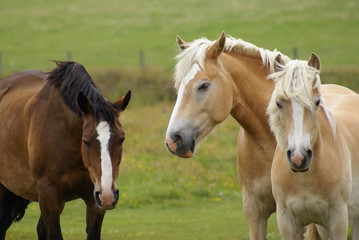 Pferde auf Spiekeroog