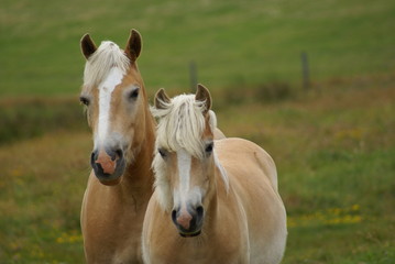 Pferde auf Spiekeroog