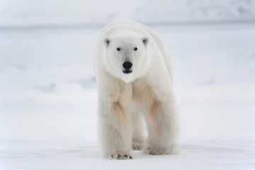 Door stickers Icebear Polar bear