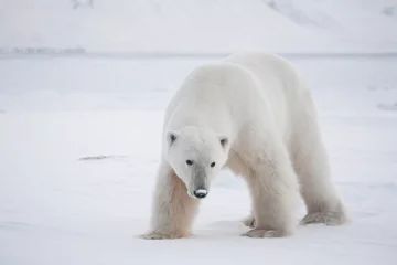 Printed kitchen splashbacks Icebear Polar bear