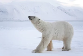 Velvet curtains Icebear Polar bear