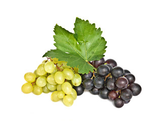 Grapevines isolated on white background