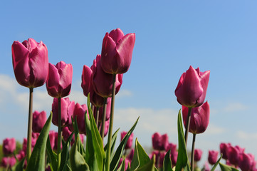 Purple tulips in Holland