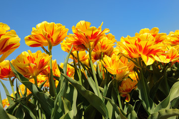 Flowerbulbs in Holland