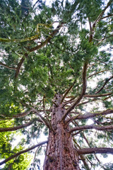 Obraz premium tommama trees 002