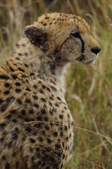 Cheetah (Acinonyx jubatus), Masai Mara, Kenya