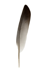 Feather with clipping path