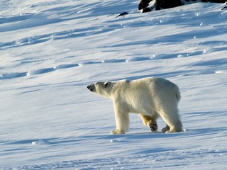 Polar bear