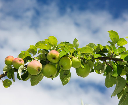 branch of apples