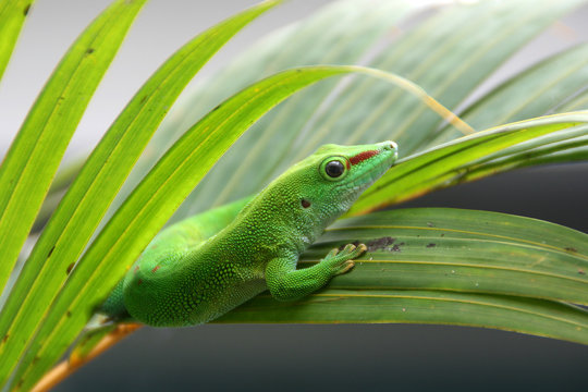 Reptil Verde