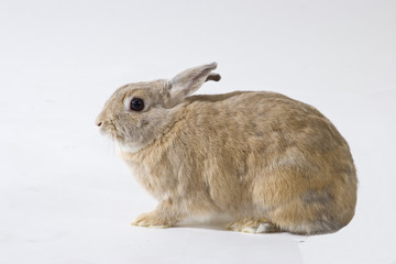 Kaninchen