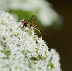 schwebfliege