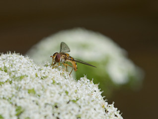 schwebfliege