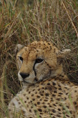 Cheetah (Acinonyx jubatus), Masai Mara, Kenya