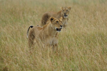 Fototapeta na wymiar Lwica (Panthera leo), Masai Mara, Kenia